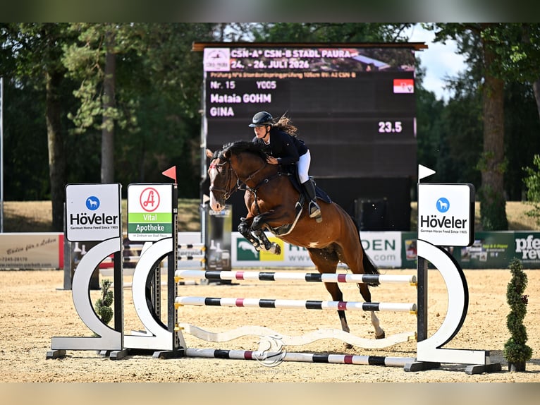 Sang-chaud tchèque Jument 7 Ans 165 cm Bai in Schlins