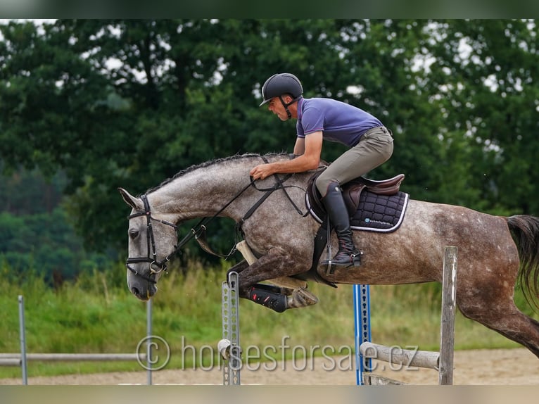 Sang-chaud tchèque Jument 7 Ans 172 cm Gris in Ceske Budejovice, Tschechien