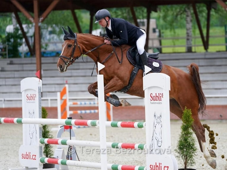 Sang-chaud tchèque Jument 7 Ans 174 cm Alezan in Kromeriz