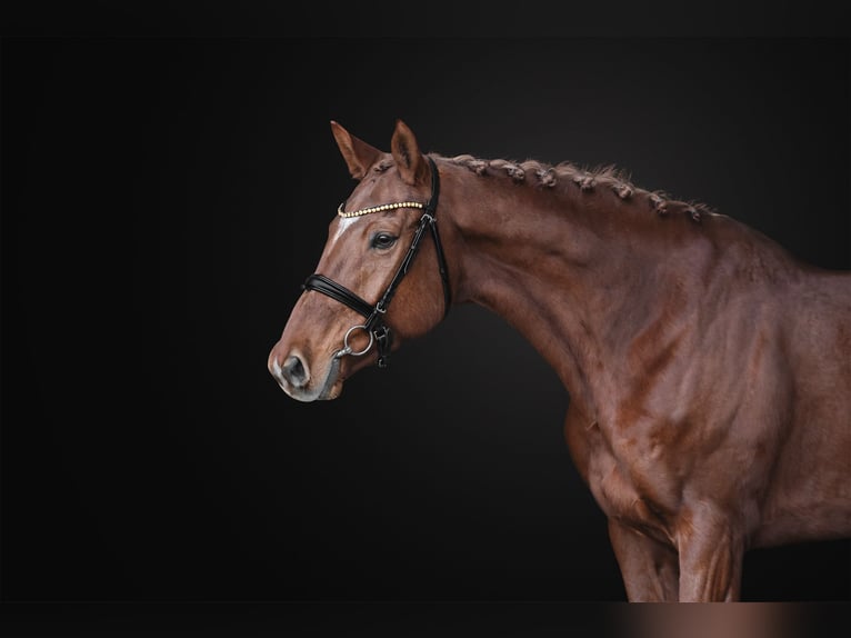 Sang-chaud tchèque Jument 8 Ans 164 cm Alezan brûlé in Kromeriz