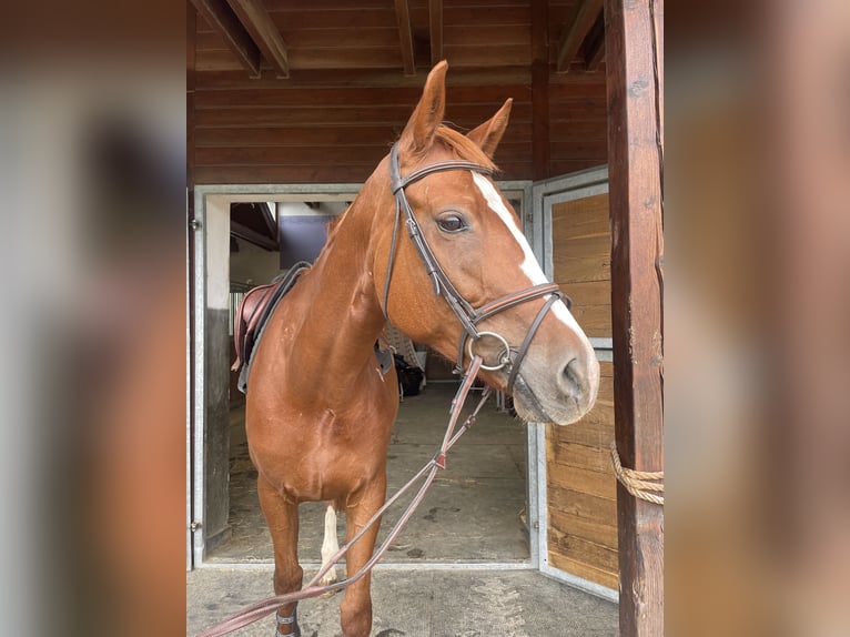 Sang-chaud tchèque Jument 8 Ans 165 cm Alezan brûlé in Prostejov