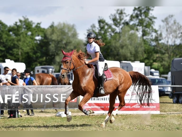 Sang-chaud tchèque Jument 8 Ans 168 cm Alezan in Oltingen