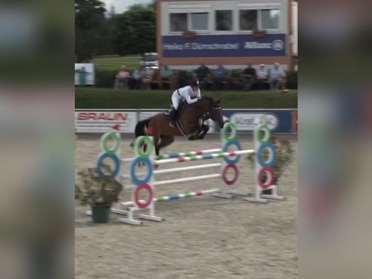 Sang-chaud tchèque Jument 8 Ans 168 cm Bai in Heilbronn