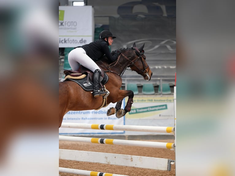 Sang-chaud tchèque Jument 8 Ans 168 cm Bai in Heilbronn
