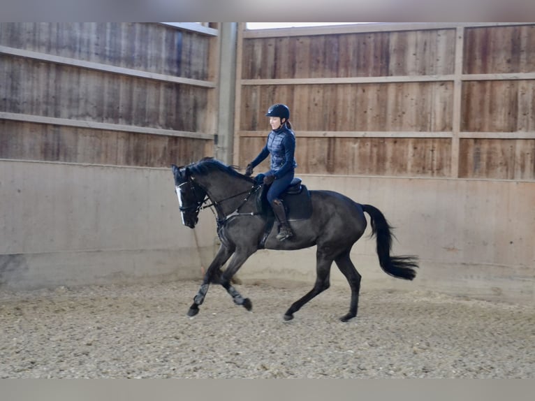 Sang-chaud tchèque Jument 8 Ans 168 cm Noir in Salzburg