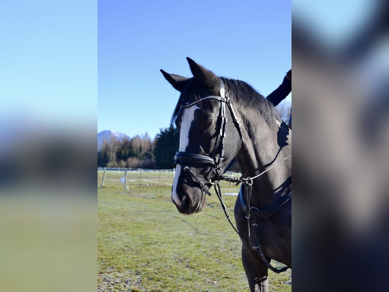 Sang-chaud tchèque Jument 8 Ans 168 cm Noir in Salzburg