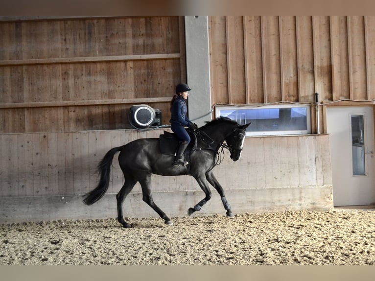 Sang-chaud tchèque Jument 8 Ans 168 cm Noir in Salzburg