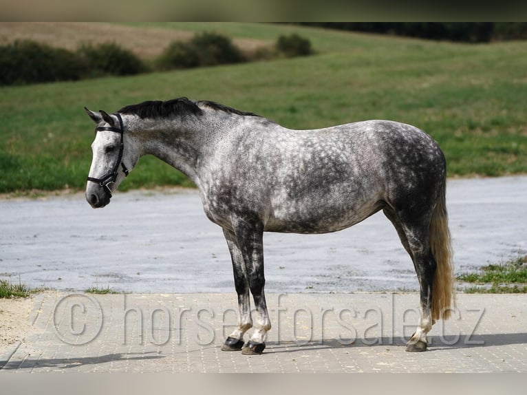 Sang-chaud tchèque Jument 8 Ans 169 cm Gris in 39301