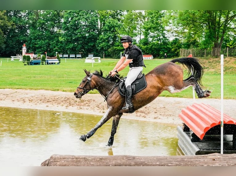 Sang-chaud tchèque Jument 9 Ans 163 cm Bai in Mo&#x159;kov