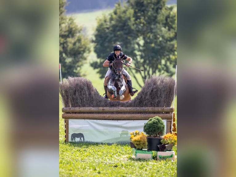 Sang-chaud tchèque Jument 9 Ans 163 cm Bai in Mo&#x159;kov