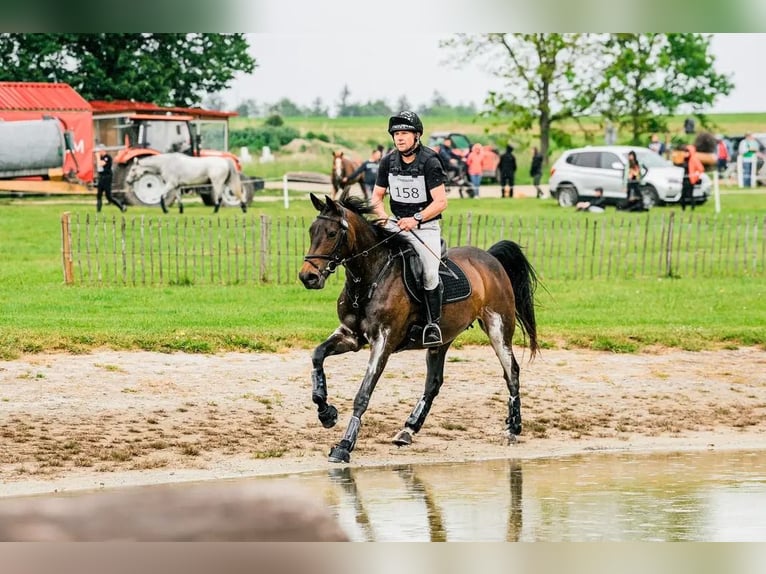 Sang-chaud tchèque Jument 9 Ans 163 cm Bai in Mo&#x159;kov