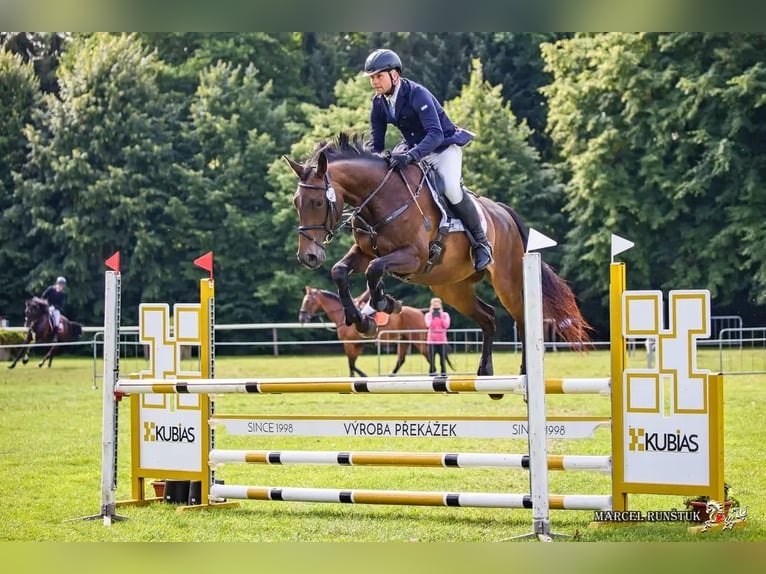 Sang-chaud tchèque Jument 9 Ans 163 cm Bai in Mo&#x159;kov