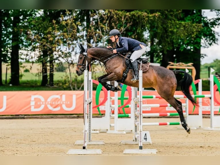 Sang-chaud tchèque Jument 9 Ans 163 cm Bai in Mo&#x159;kov