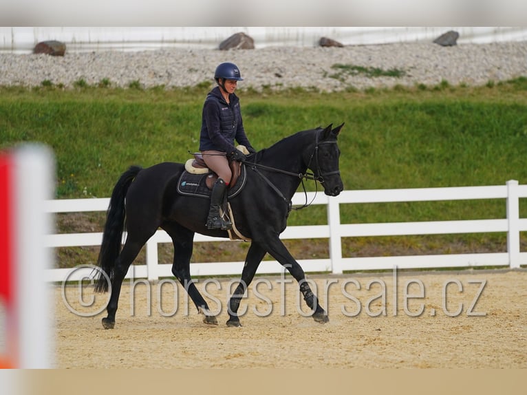 Sang-chaud tchèque Jument 9 Ans 166 cm Noir in Ritka