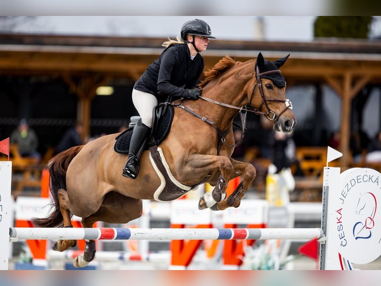 Sang-chaud tchèque Jument 9 Ans 167 cm Alezan brûlé in Bystřice u Benešova