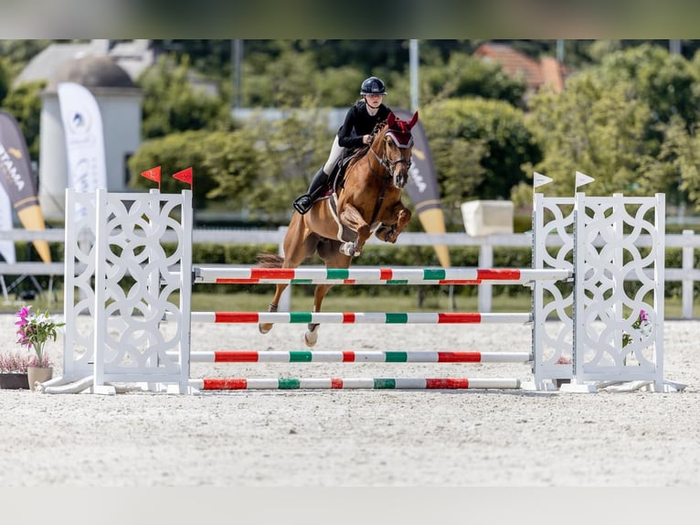 Sang-chaud tchèque Jument 9 Ans 167 cm Alezan brûlé in Bystřice u Benešova