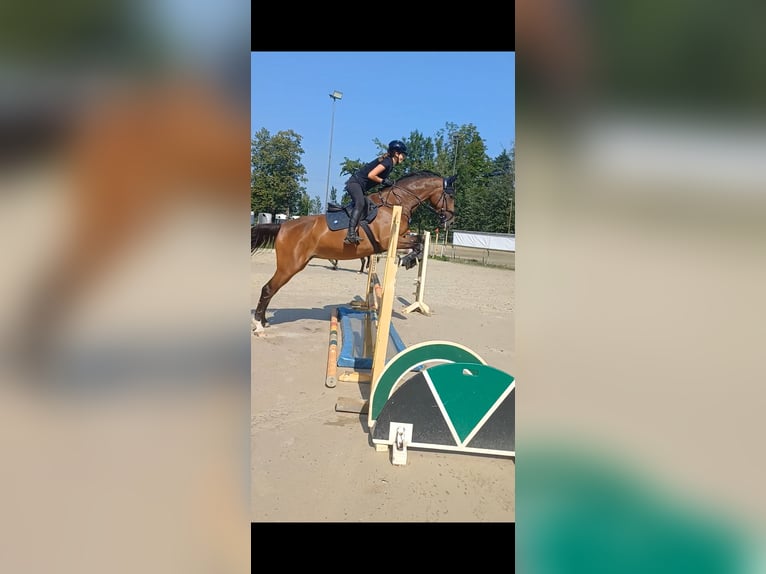 Sang-chaud tchèque Jument 9 Ans 168 cm Bai in Dornbirn