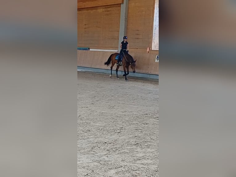 Sang-chaud tchèque Jument 9 Ans 168 cm Bai in Dornbirn