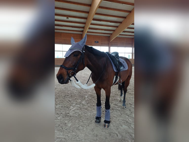 Sang-chaud tchèque Jument 9 Ans 168 cm Bai in Dornbirn