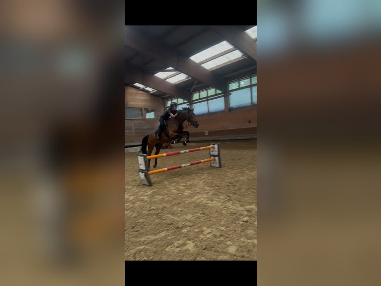 Sang-chaud tchèque Jument 9 Ans 168 cm Bai in Dornbirn