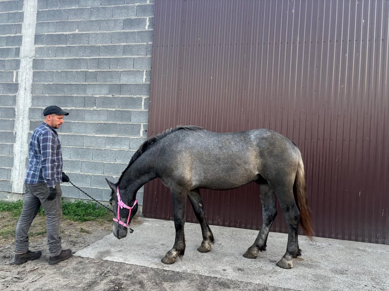 Sang de charrette polonais Croisé Étalon 2 Ans 168 cm Gris in Słupca