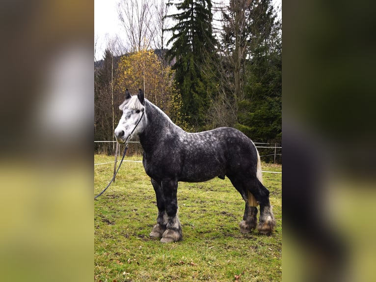 Sang de charrette polonais Étalon 4 Ans 180 cm Gris pommelé in Jeleśnia