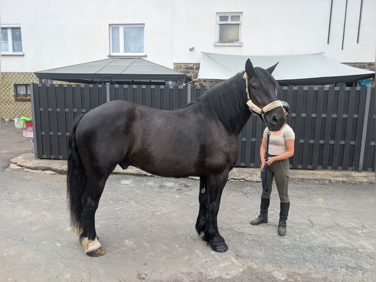 Sang de charrette polonais Hongre 10 Ans 165 cm Noir in Morsbach