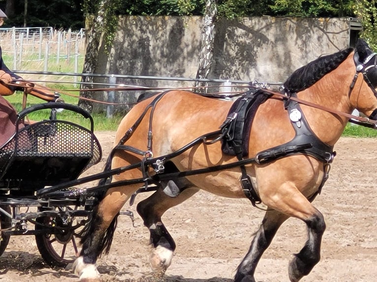 Sang de charrette polonais Hongre 11 Ans 155 cm Bai in Oberneisen