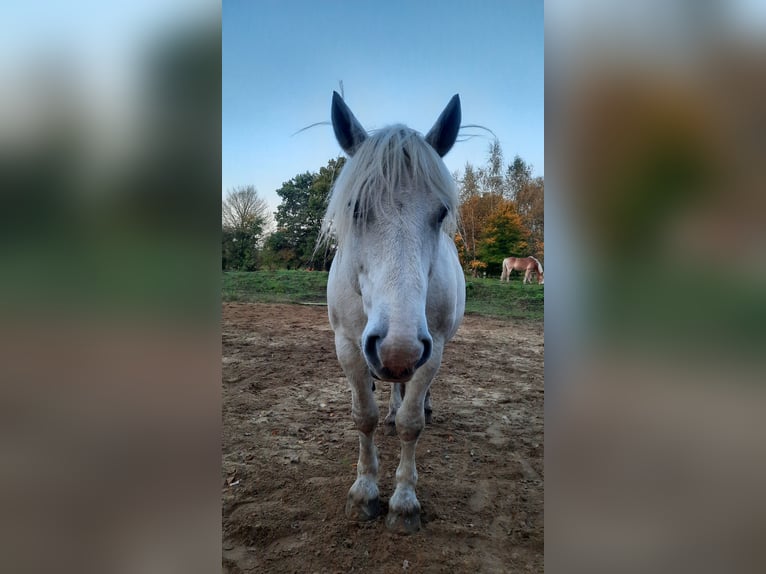 Sang de charrette polonais Hongre 11 Ans 160 cm Gris in Norderstedt