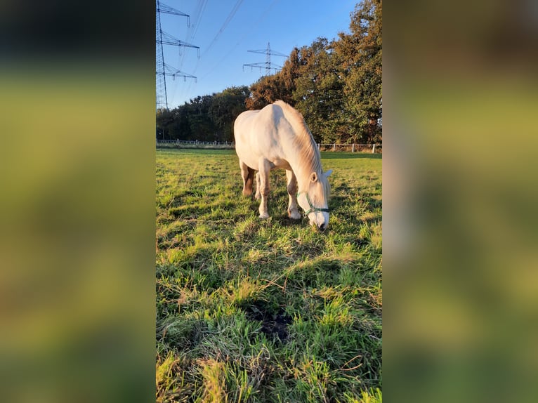 Sang de charrette polonais Hongre 11 Ans 160 cm Gris in Norderstedt