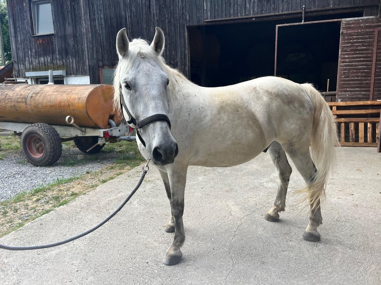 Sang de charrette polonais Hongre 14 Ans 155 cm Gris in Neckarwestheim