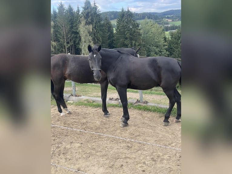Sang de charrette polonais Hongre 17 Ans 162 cm Noir in Schönau
