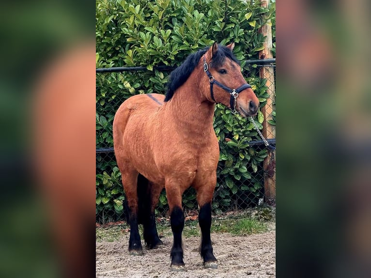 Sang de charrette polonais Hongre 3 Ans 146 cm Bai clair in Someren