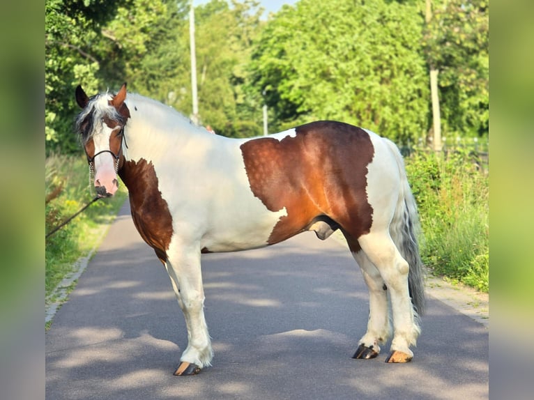 Sang de charrette polonais Hongre 3 Ans 154 cm Pinto in Weert