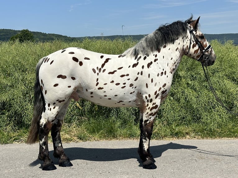 Sang de charrette polonais Croisé Hongre 3 Ans 155 cm Léopard in Riedlingen