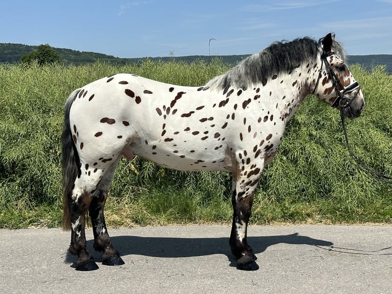 Sang de charrette polonais Croisé Hongre 3 Ans 155 cm Léopard in Riedlingen