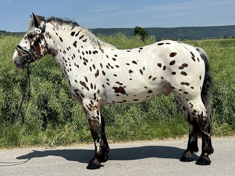 Sang de charrette polonais Croisé Hongre 3 Ans 155 cm Léopard in Riedlingen