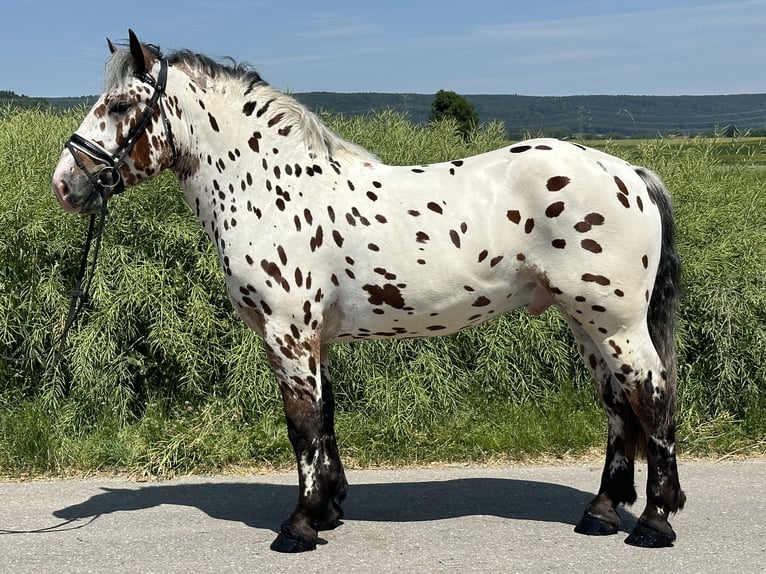 Sang de charrette polonais Croisé Hongre 3 Ans 155 cm Léopard in Riedlingen