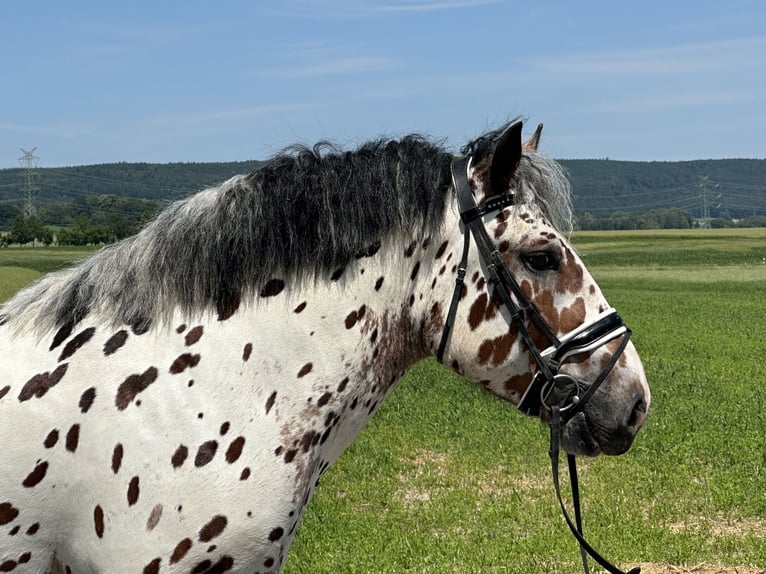 Sang de charrette polonais Croisé Hongre 3 Ans 155 cm Léopard in Riedlingen