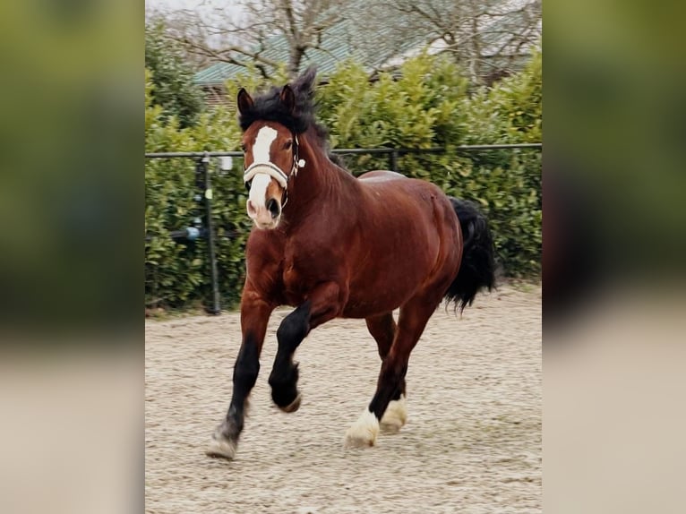 Sang de charrette polonais Hongre 3 Ans 161 cm Bai in Someren