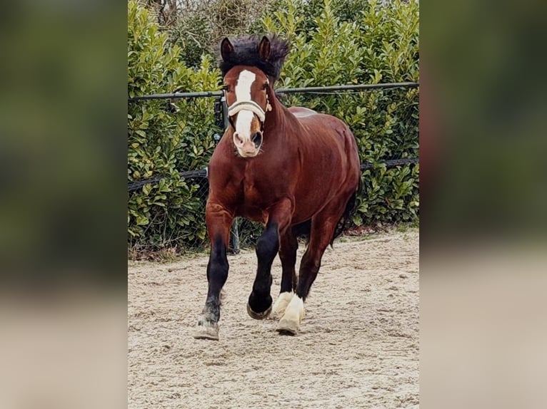 Sang de charrette polonais Hongre 3 Ans 161 cm Bai in Someren