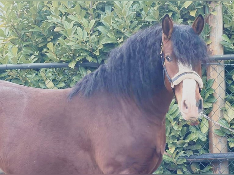 Sang de charrette polonais Hongre 3 Ans 161 cm Bai in Someren