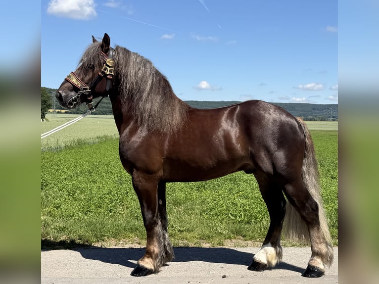 Sang de charrette polonais Hongre 3 Ans 164 cm Alezan brûlé in Riedlingen
