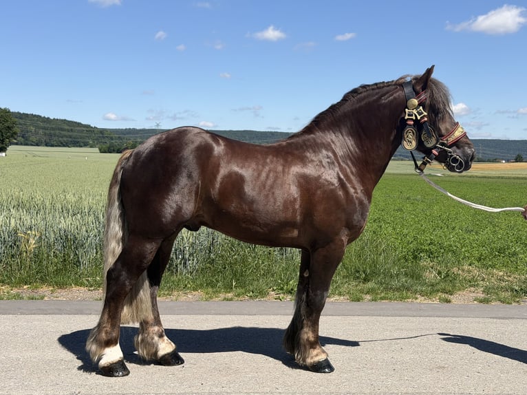 Sang de charrette polonais Hongre 3 Ans 164 cm Alezan brûlé in Riedlingen