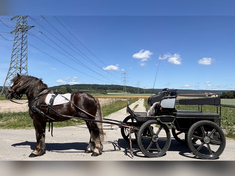 Sang de charrette polonais Hongre 3 Ans 164 cm Alezan brûlé in Riedlingen
