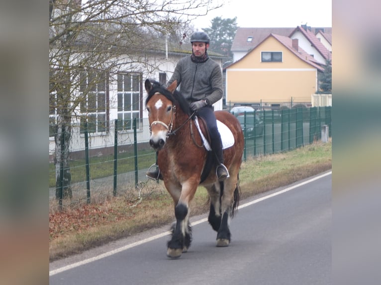 Sang de charrette polonais Hongre 4 Ans 154 cm Bai clair in Ellersleben