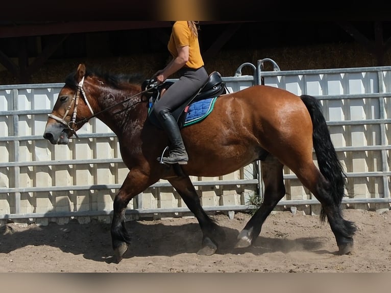 Sang de charrette polonais Hongre 4 Ans 155 cm Bai clair in Rudersdorf