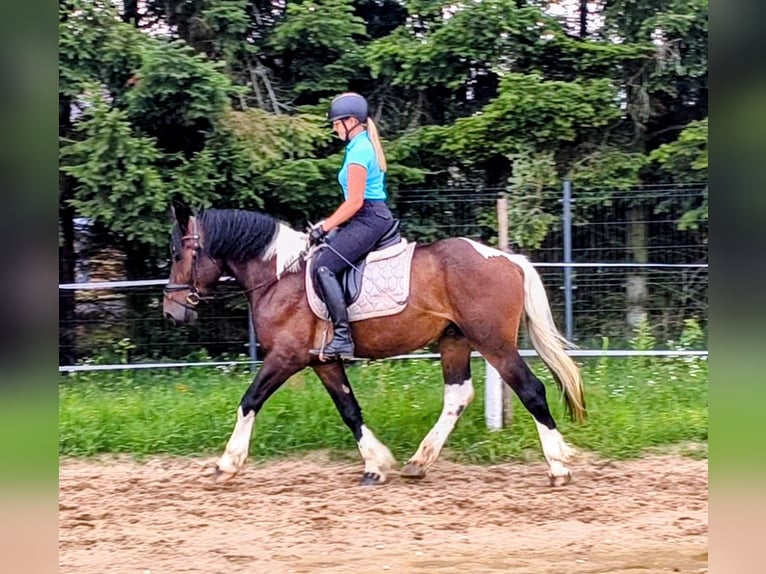 Sang de charrette polonais Croisé Hongre 4 Ans 156 cm Pinto in Forst
