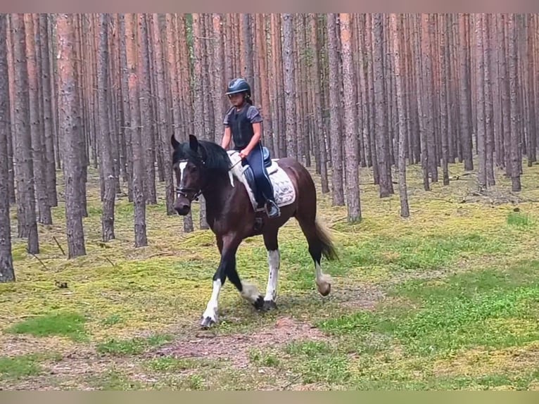 Sang de charrette polonais Croisé Hongre 4 Ans 156 cm Pinto in Forst