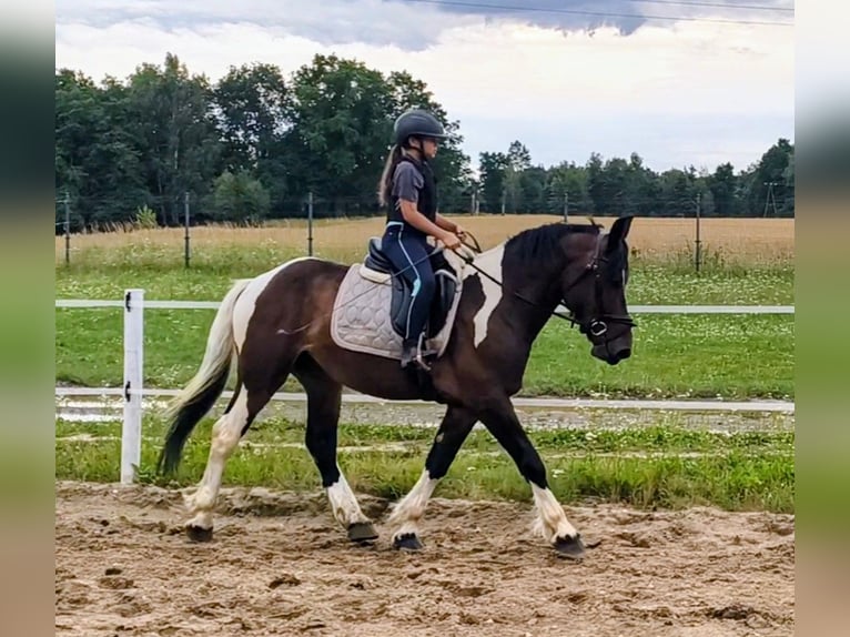 Sang de charrette polonais Croisé Hongre 4 Ans 156 cm Pinto in Forst
